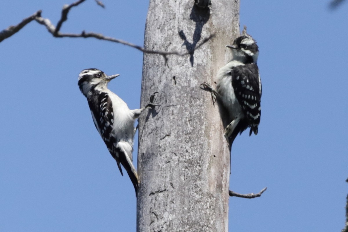 Hairy Woodpecker - ML620362427