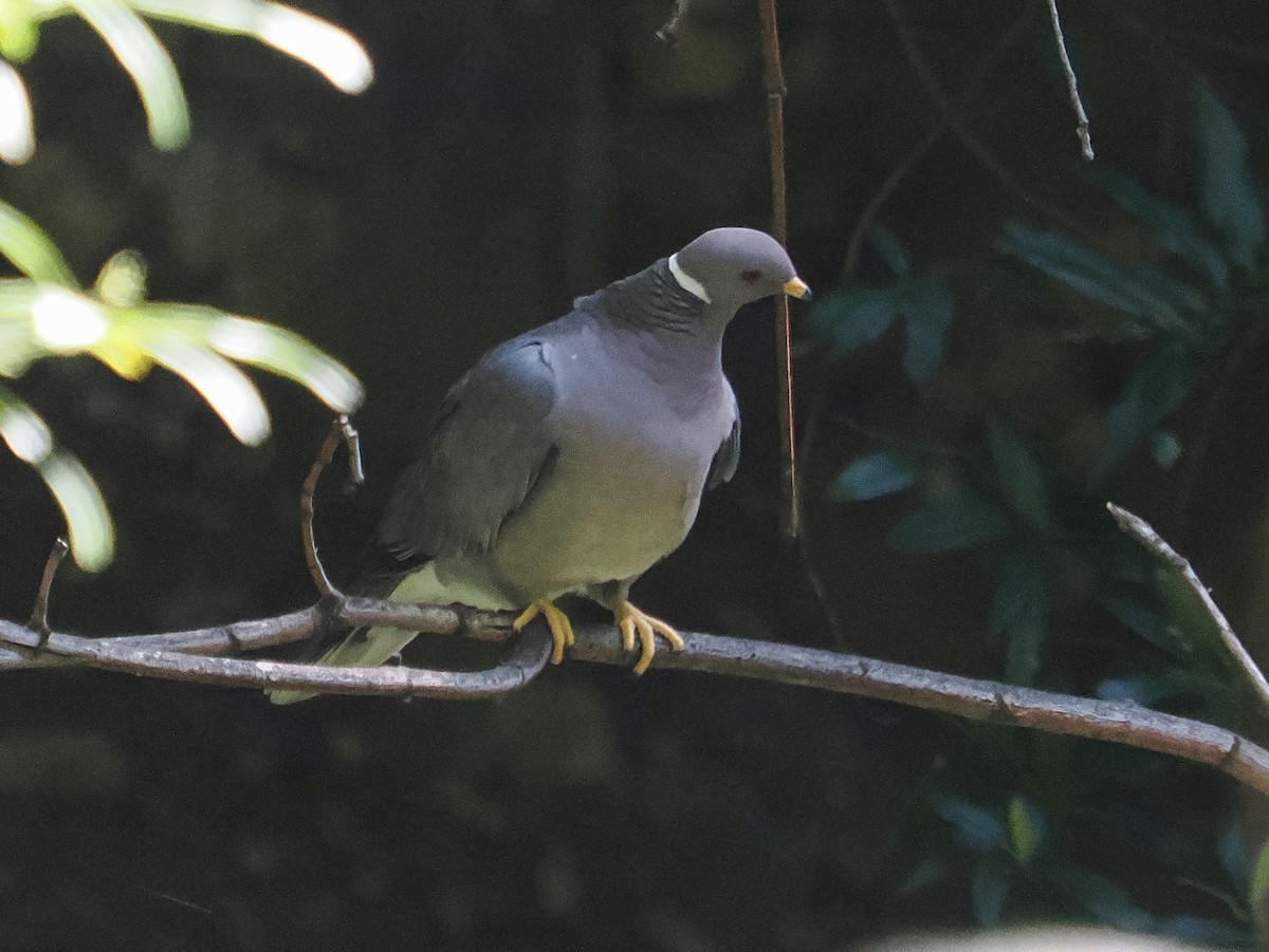 Band-tailed Pigeon - ML620362434