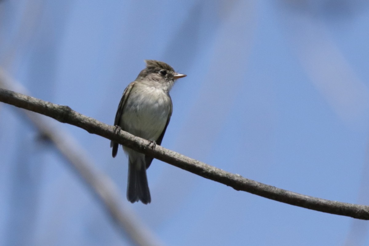 Least Flycatcher - ML620362437