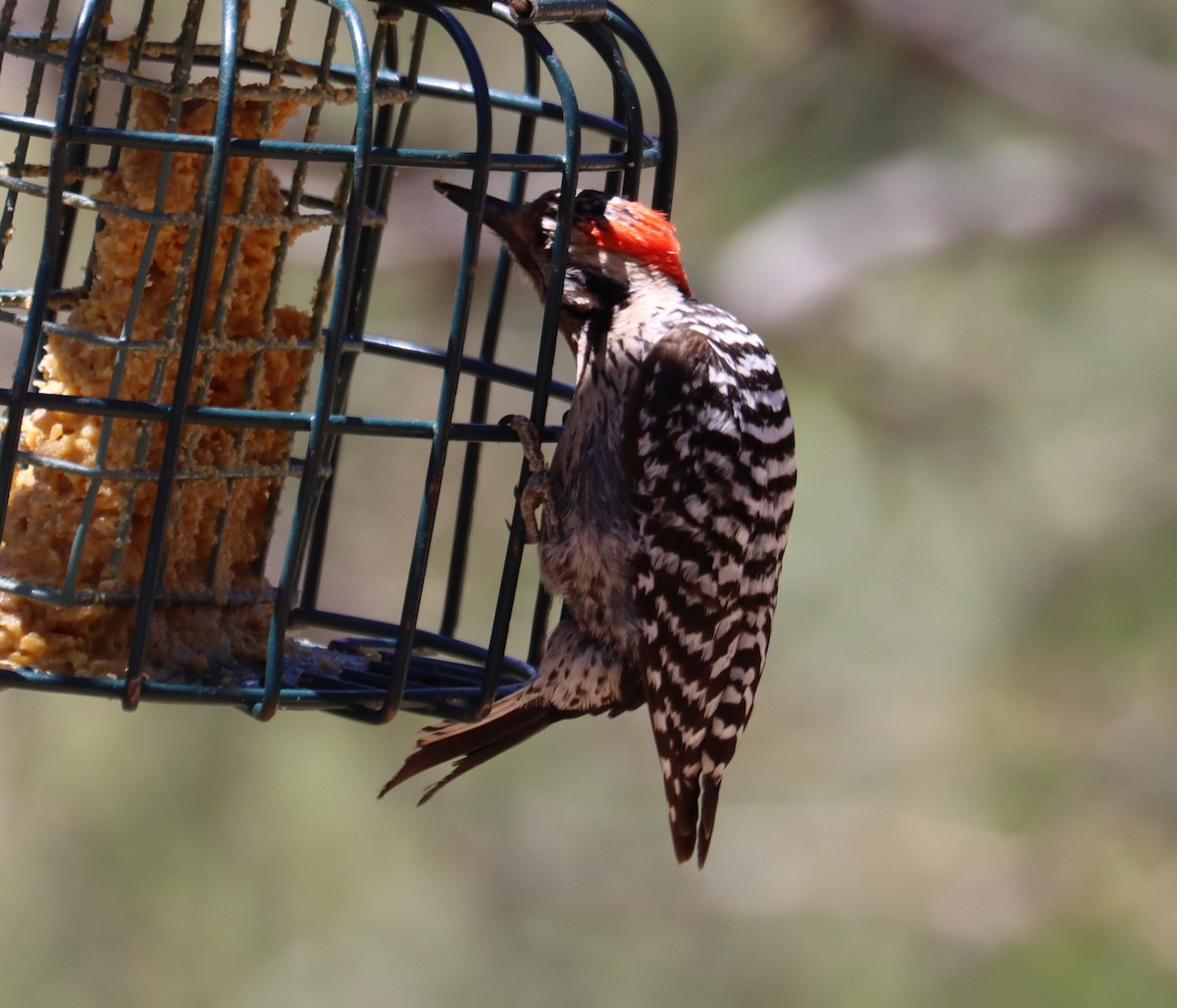 Ladder-backed Woodpecker - ML620362488