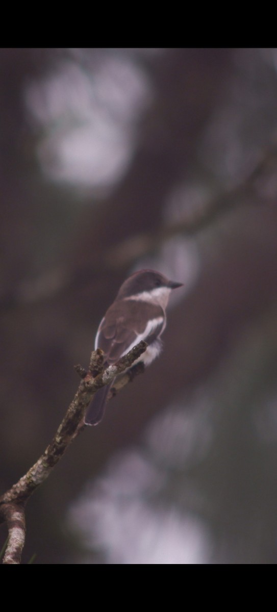 Bar-winged Flycatcher-shrike - ML620362496