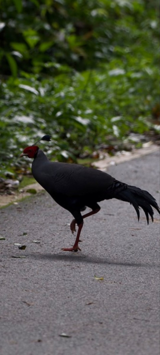 Siamese Fireback - ML620362519