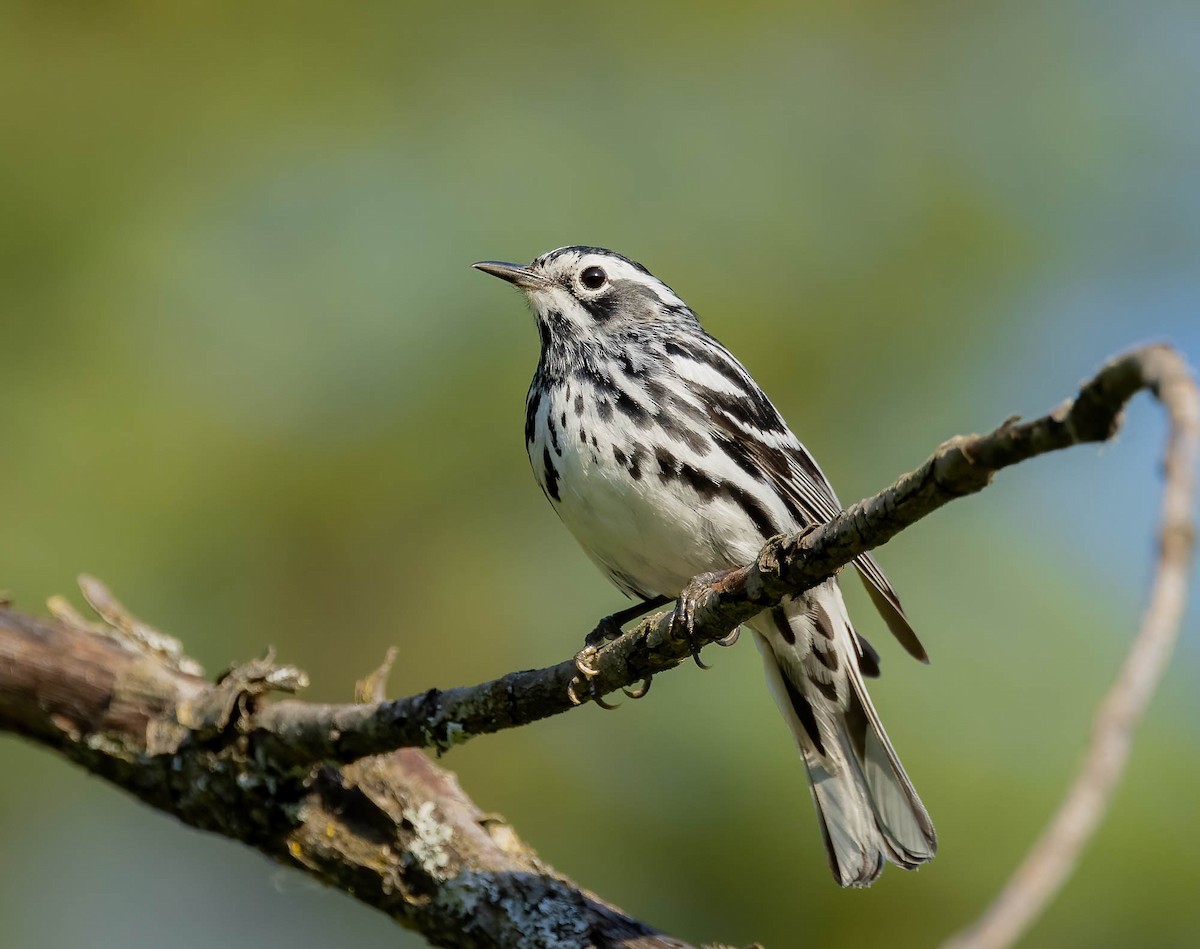 Black-and-white Warbler - ML620362529