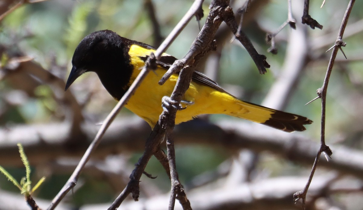 Oriole jaune-verdâtre - ML620362533