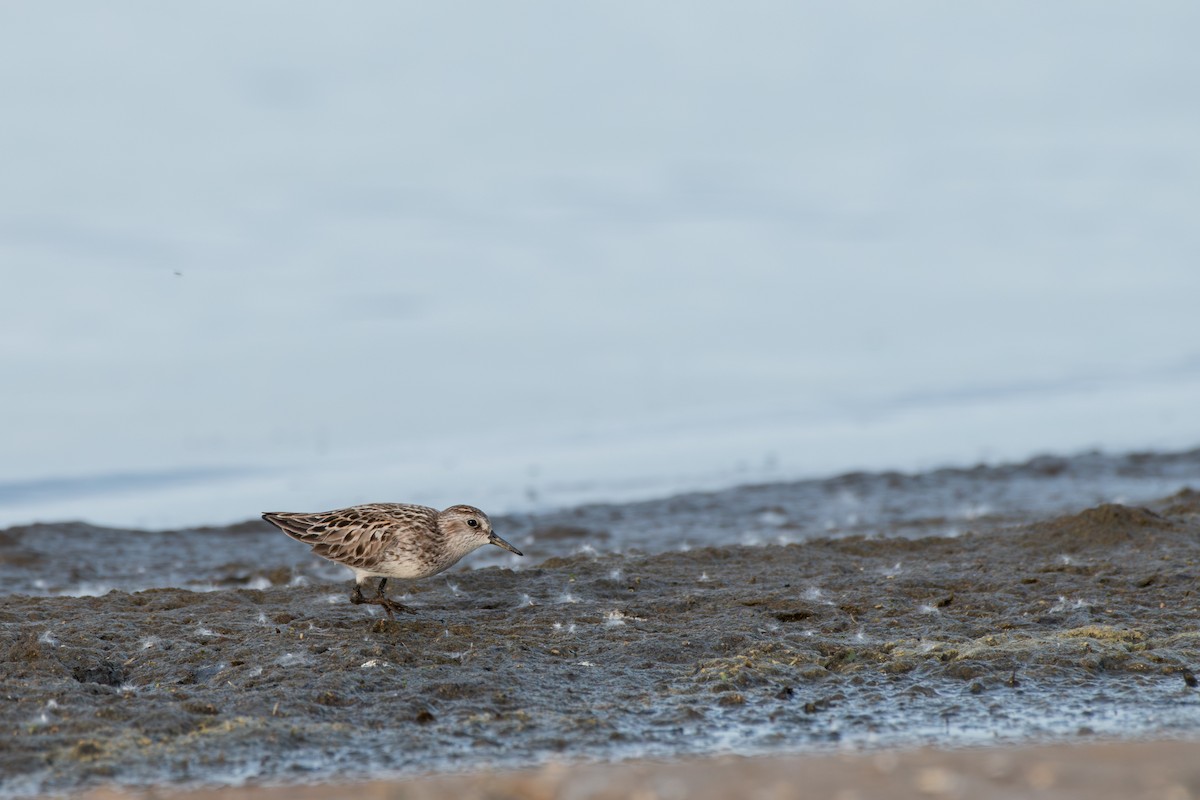 Semipalmated Sandpiper - ML620362540