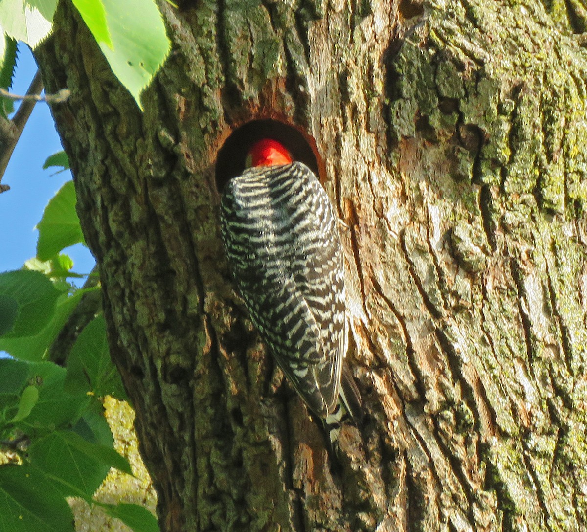 Red-bellied Woodpecker - ML620362542