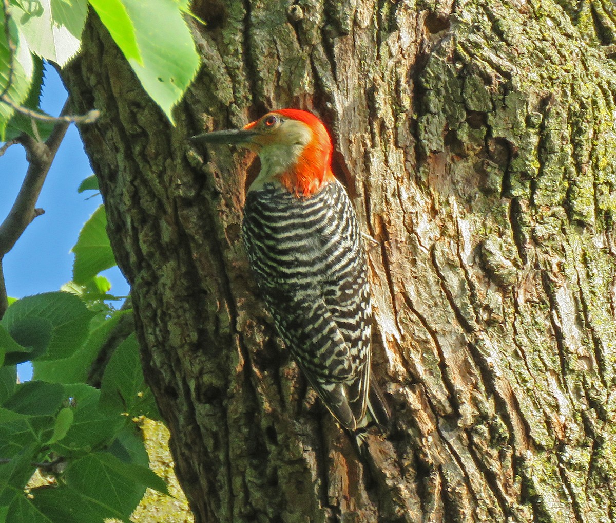 Red-bellied Woodpecker - ML620362544