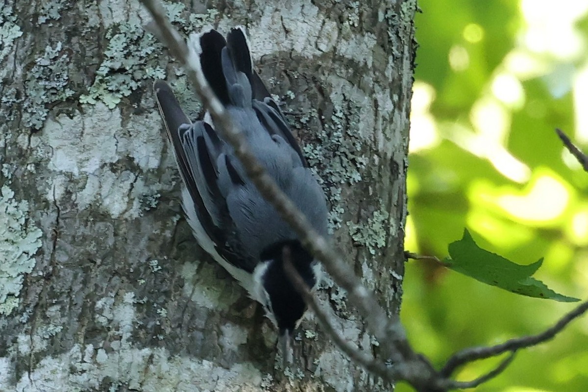 White-breasted Nuthatch - ML620362557