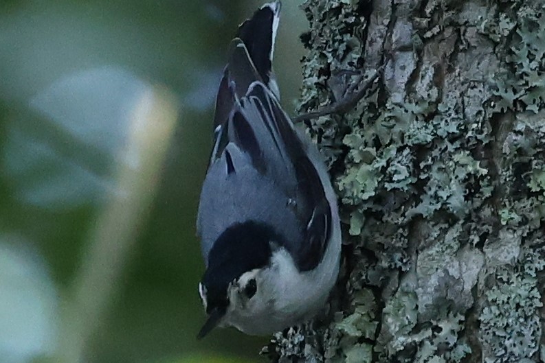 White-breasted Nuthatch - ML620362558