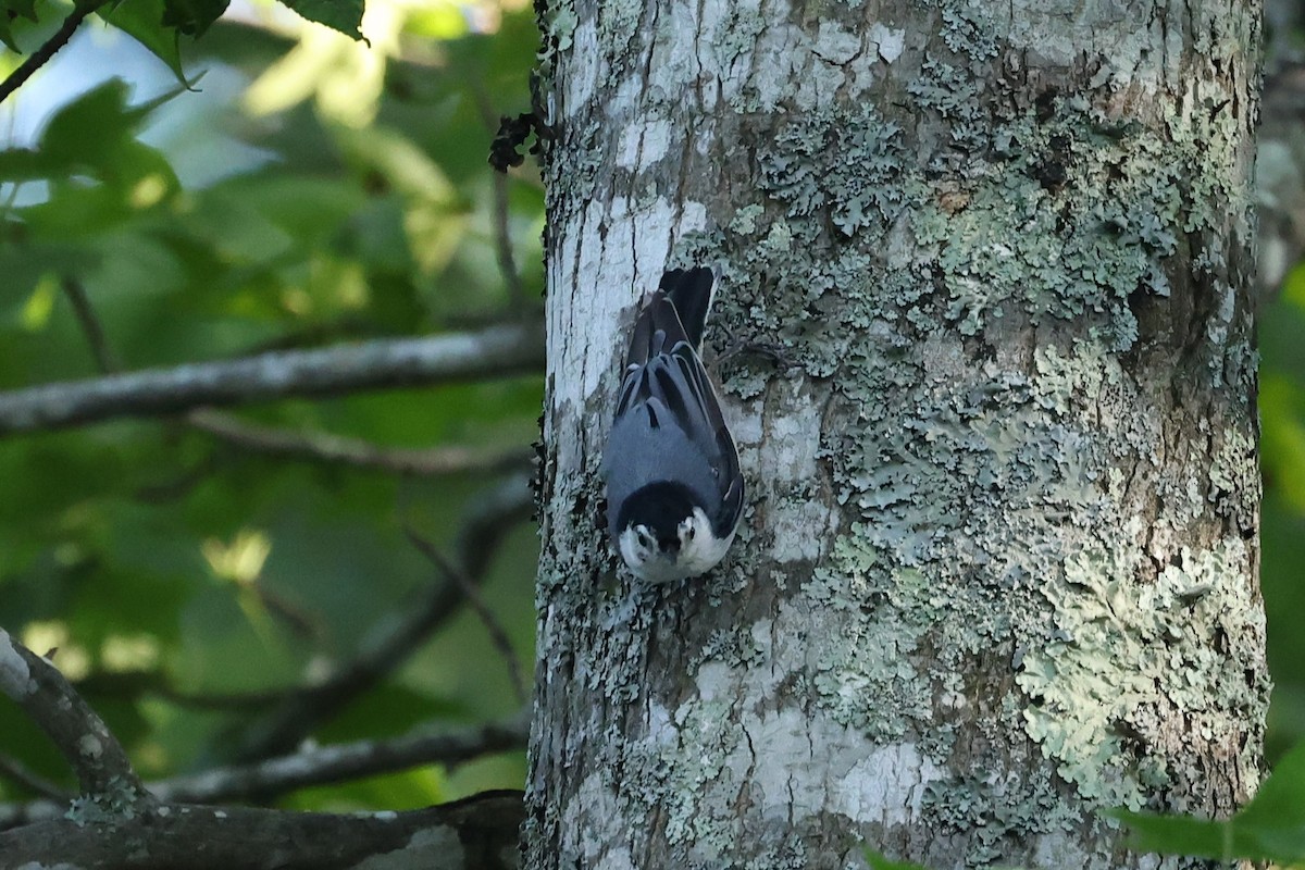 White-breasted Nuthatch - ML620362559