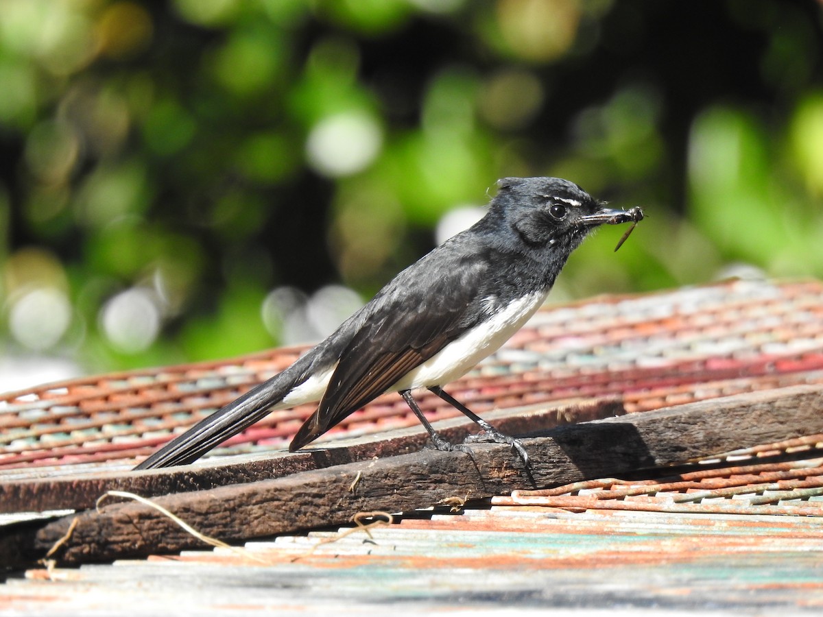 Willie-wagtail - ML620362573