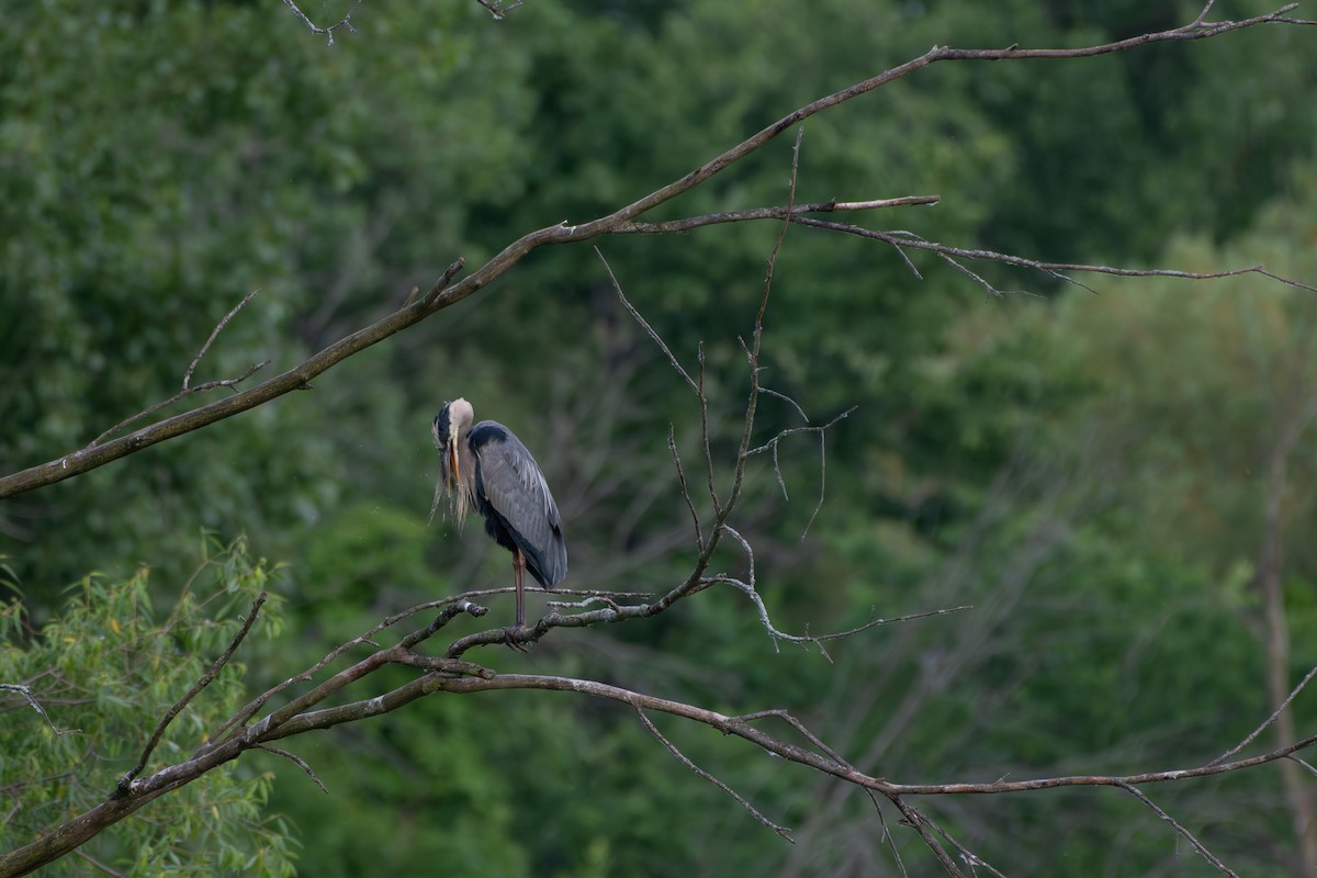 Great Blue Heron - ML620362574