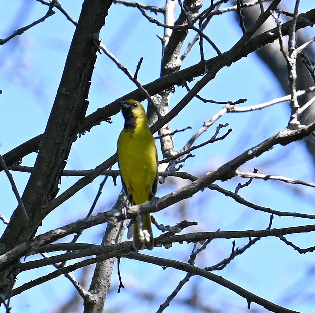 Orchard Oriole - ML620362579