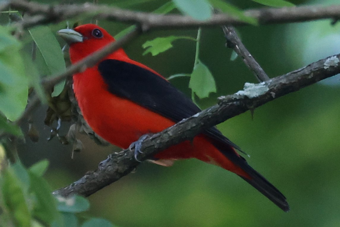 Scarlet Tanager - ML620362584