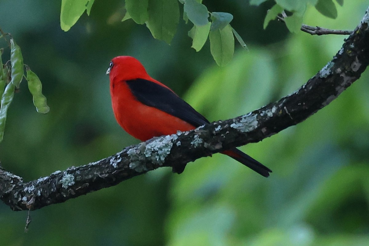 Scarlet Tanager - ML620362585