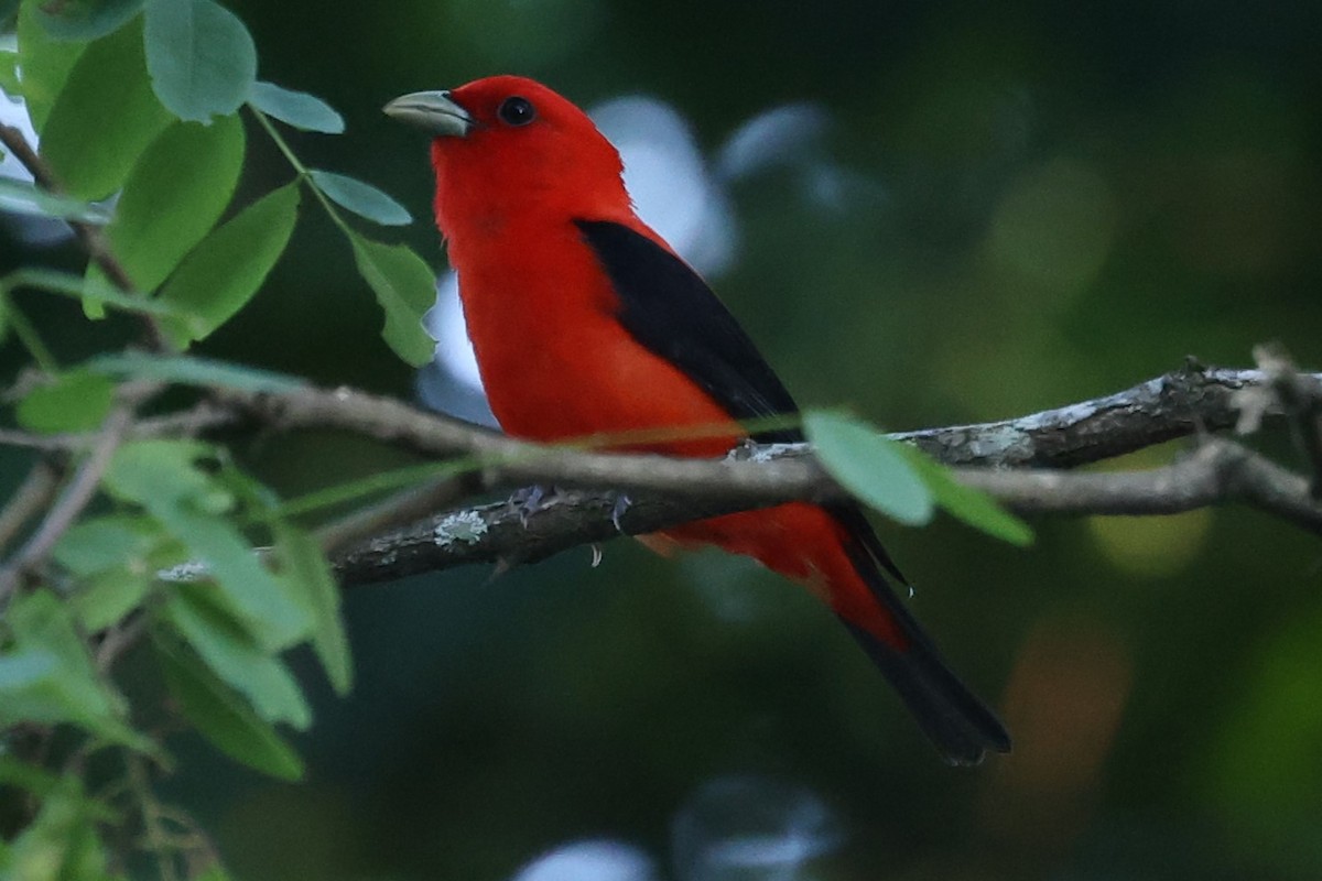 Scarlet Tanager - ML620362586