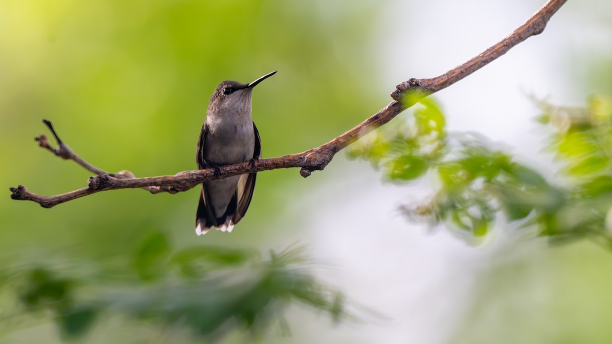 Ruby-throated Hummingbird - ML620362587