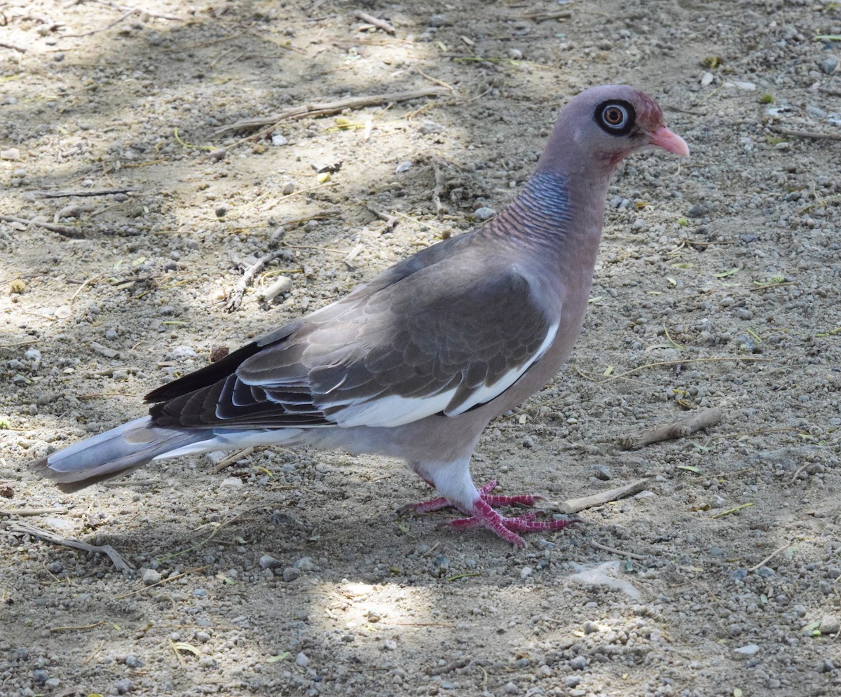 Bare-eyed Pigeon - ML620362588