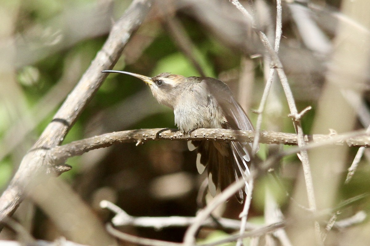 Broad-tipped Hermit - ML620362598