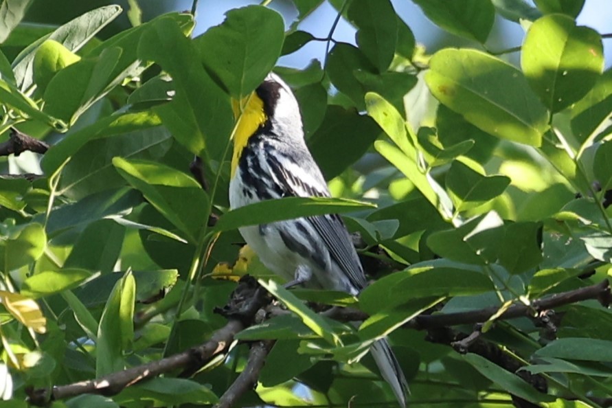 Yellow-throated Warbler - ML620362616