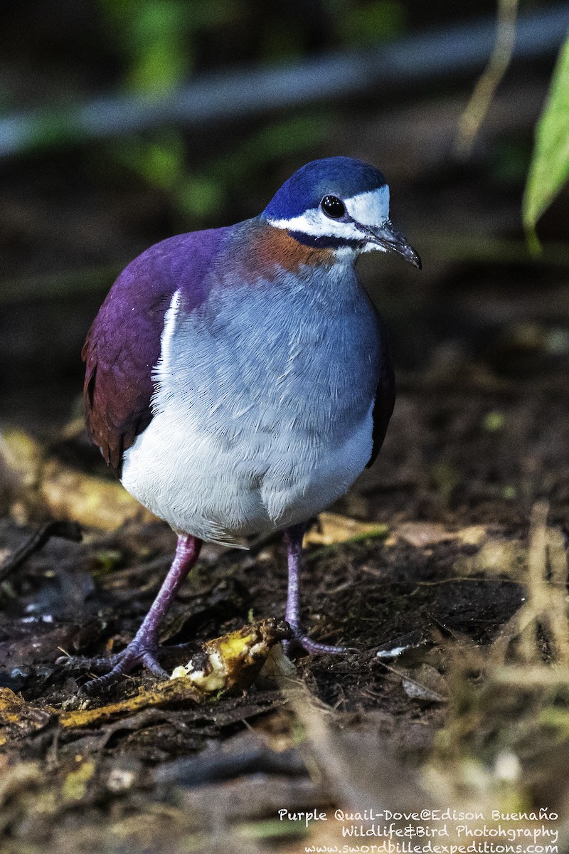 Purple Quail-Dove - ML620362618