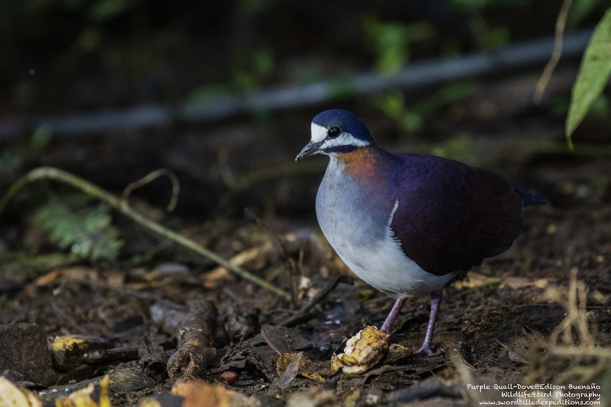 Purple Quail-Dove - ML620362620