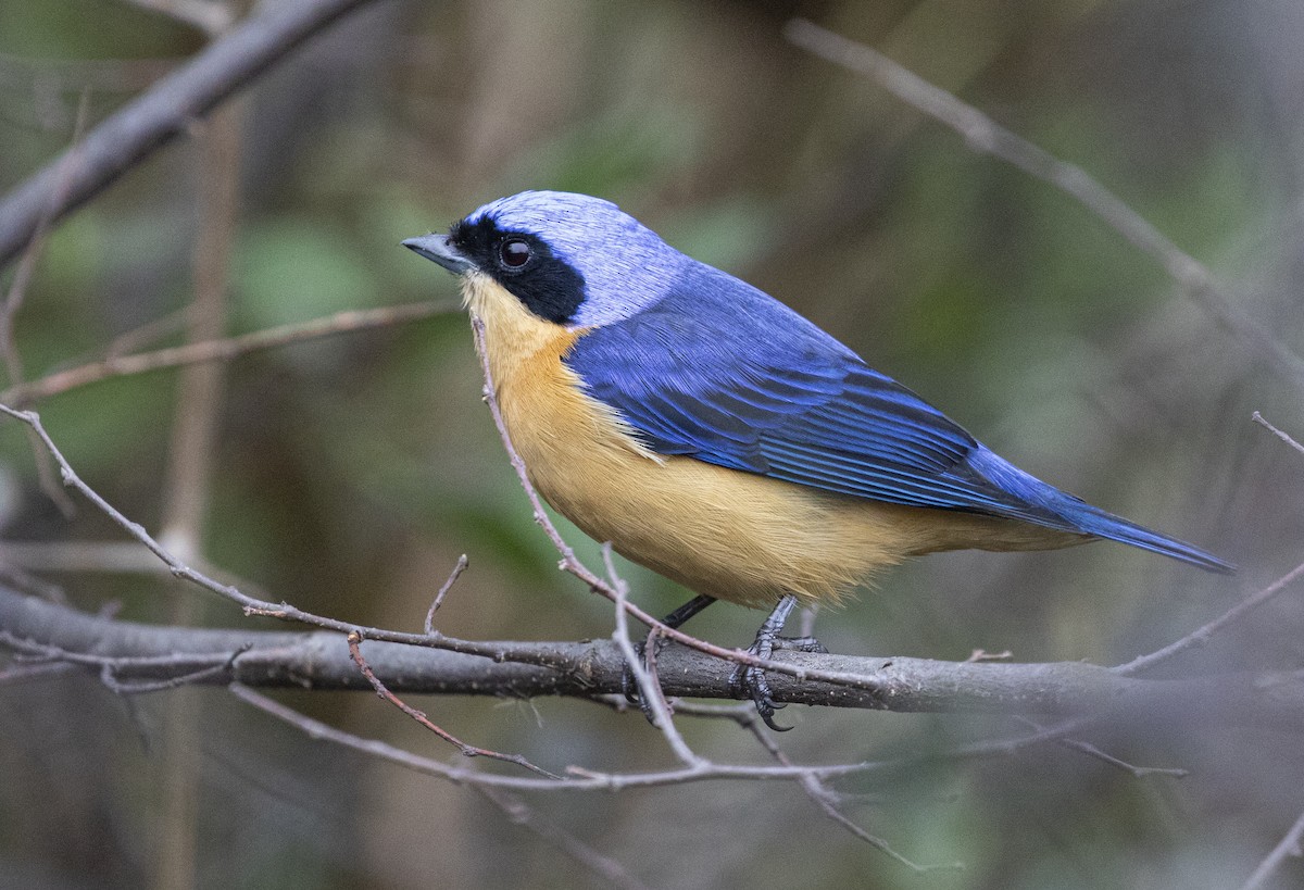 Fawn-breasted Tanager - ML620362626