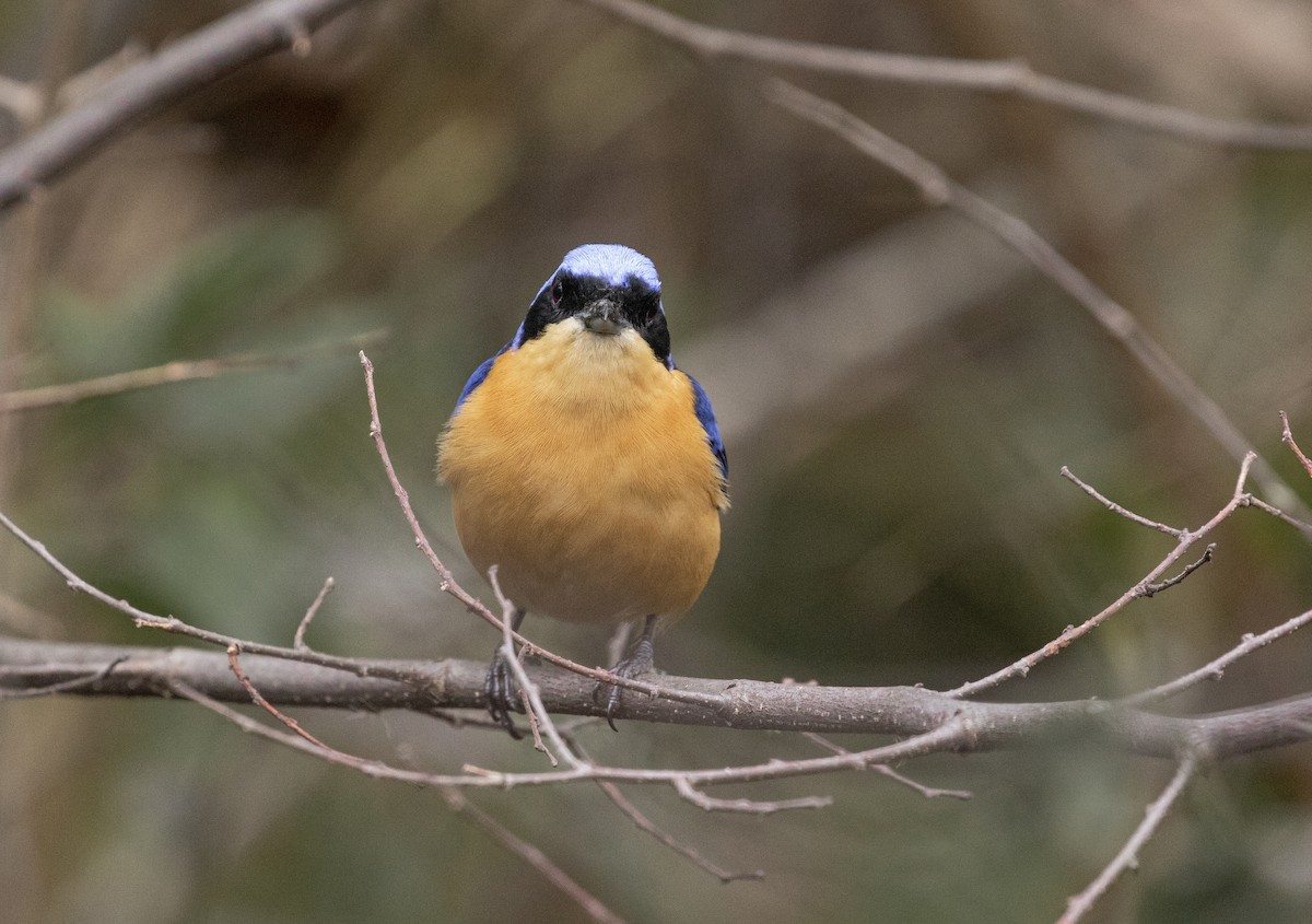 Fawn-breasted Tanager - ML620362627