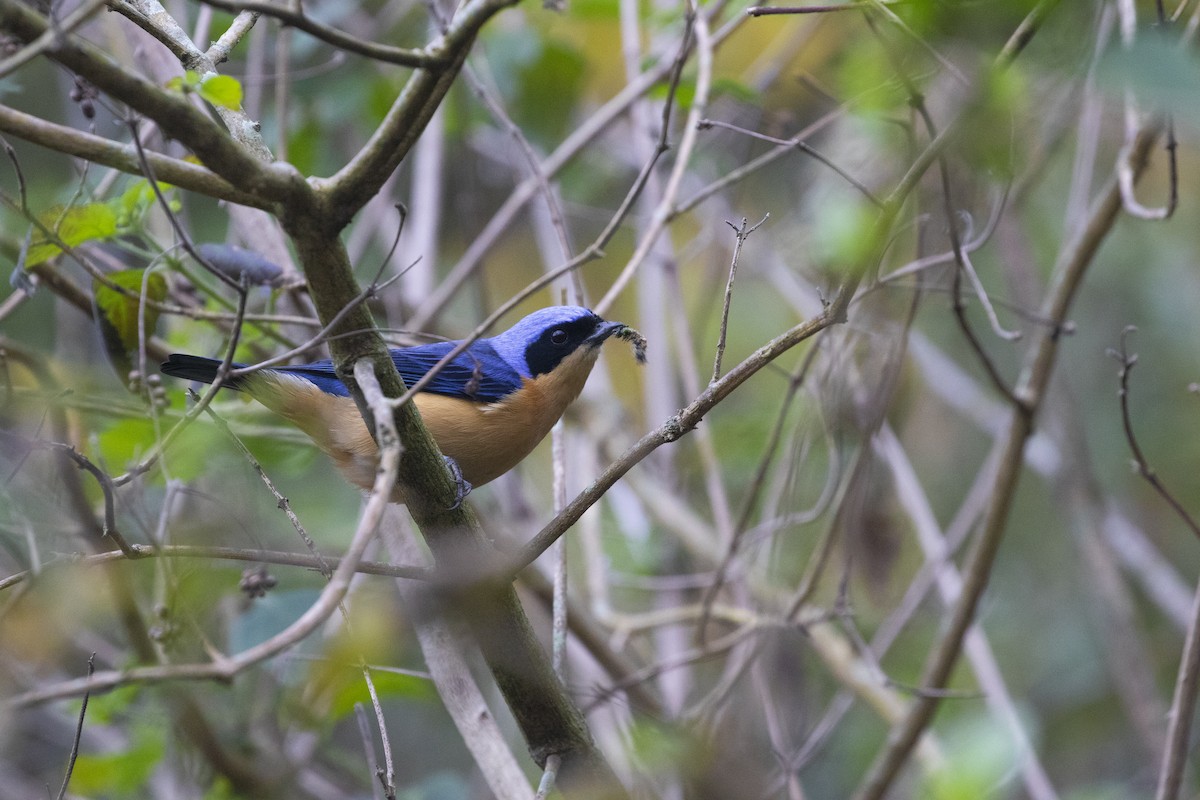 Fawn-breasted Tanager - ML620362634