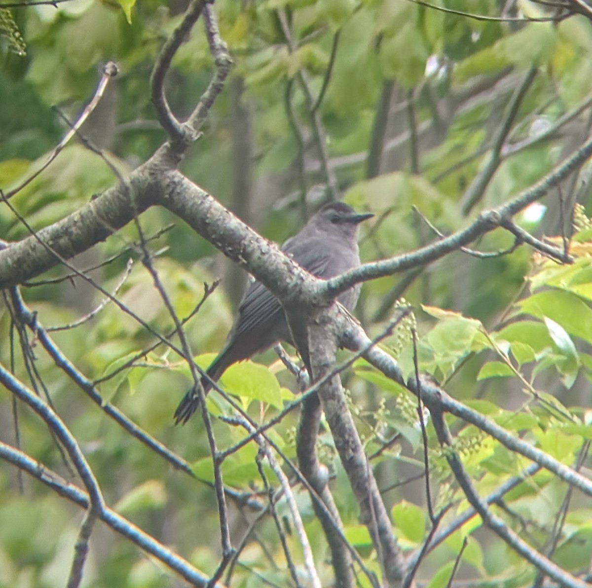 Gray Catbird - ML620362635