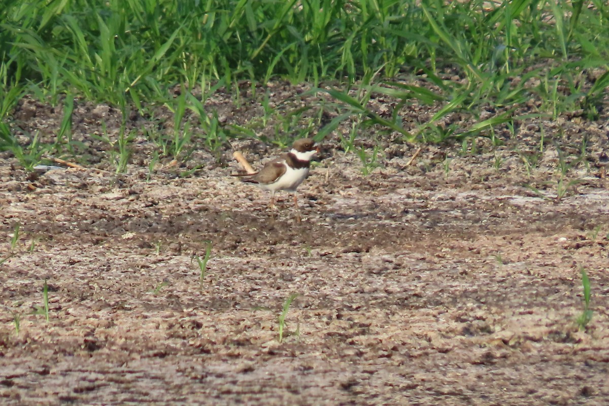 Semipalmated Plover - ML620362671