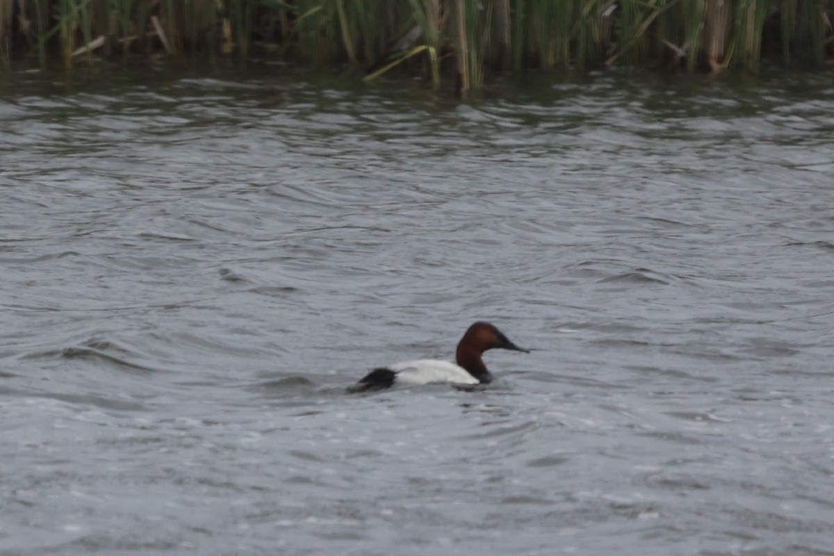 Canvasback - ML620362675