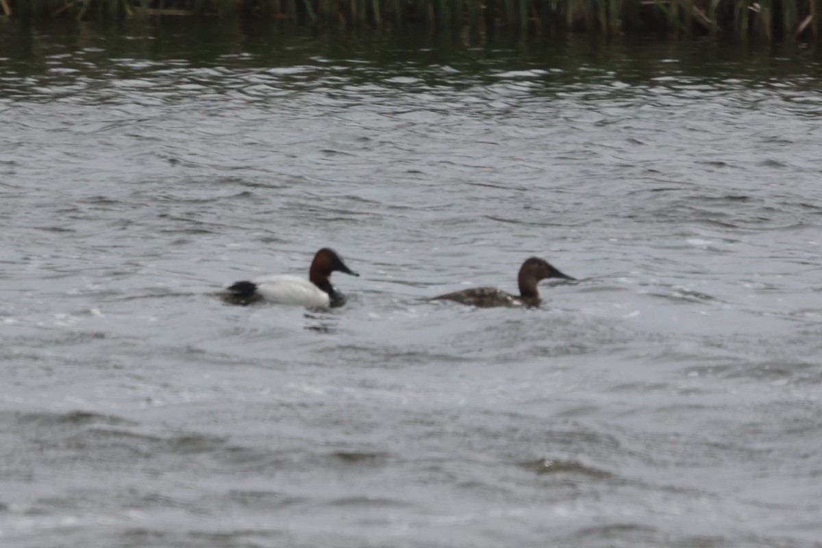 Canvasback - ML620362676