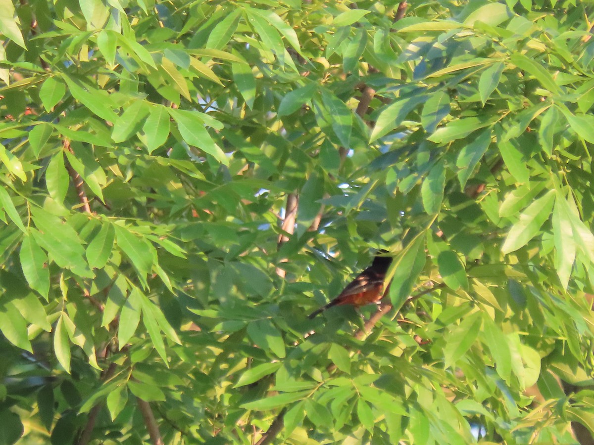 Orchard Oriole - ML620362699