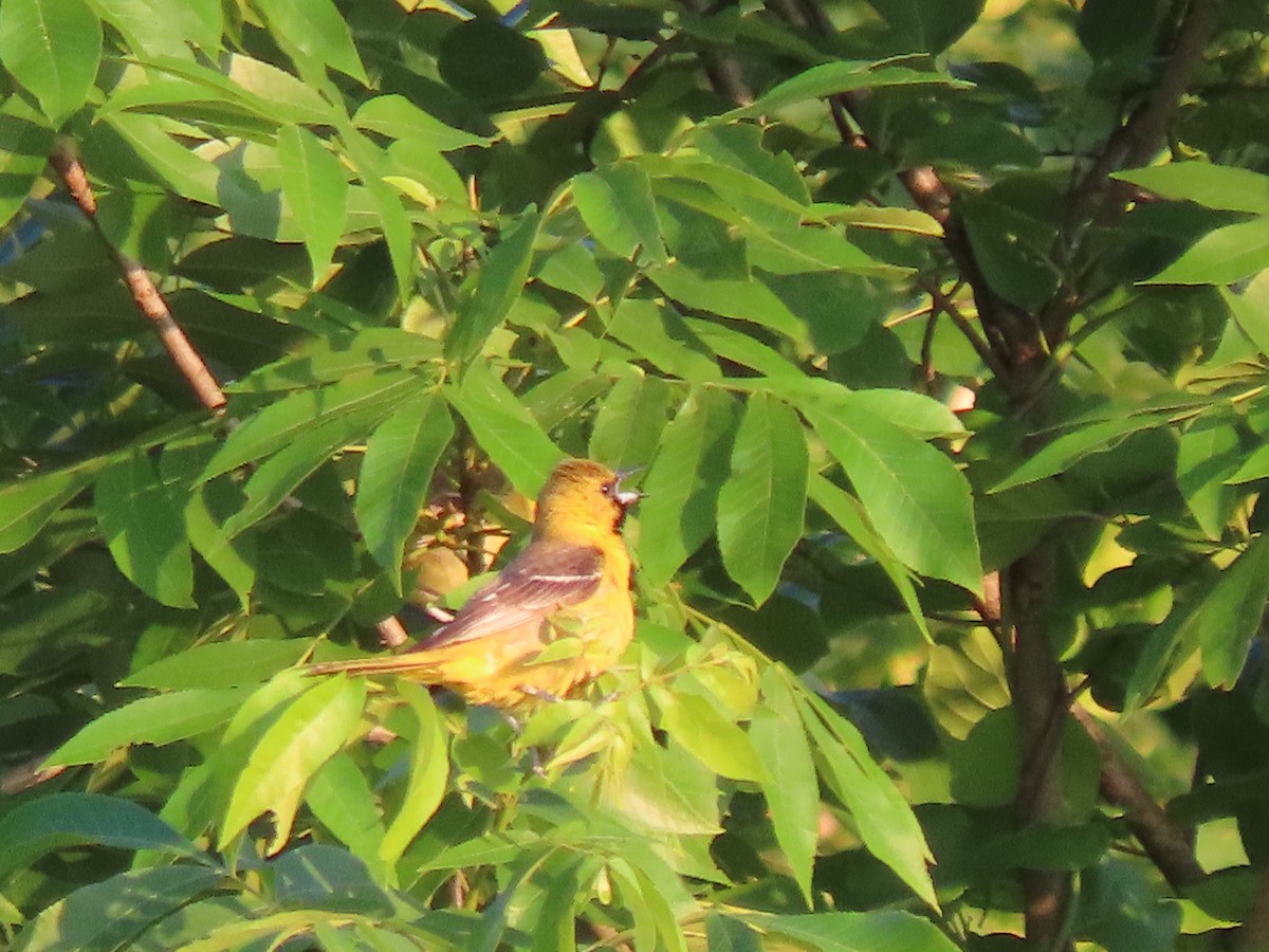 Orchard Oriole - ML620362700