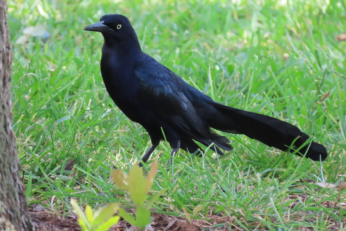 Great-tailed Grackle - ML620362704