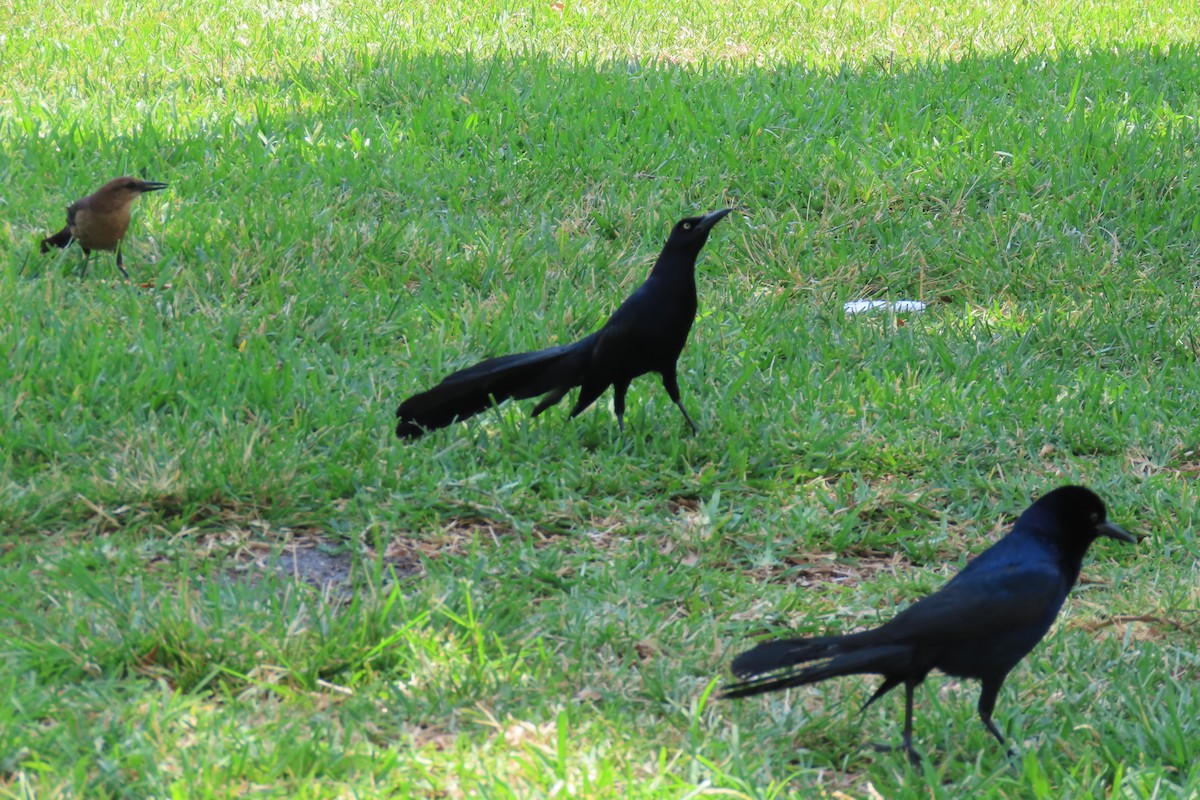 Great-tailed Grackle - ML620362705