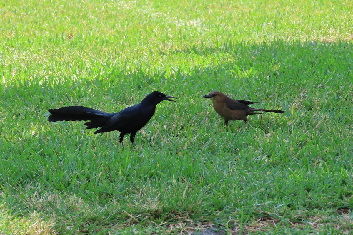Great-tailed Grackle - ML620362706