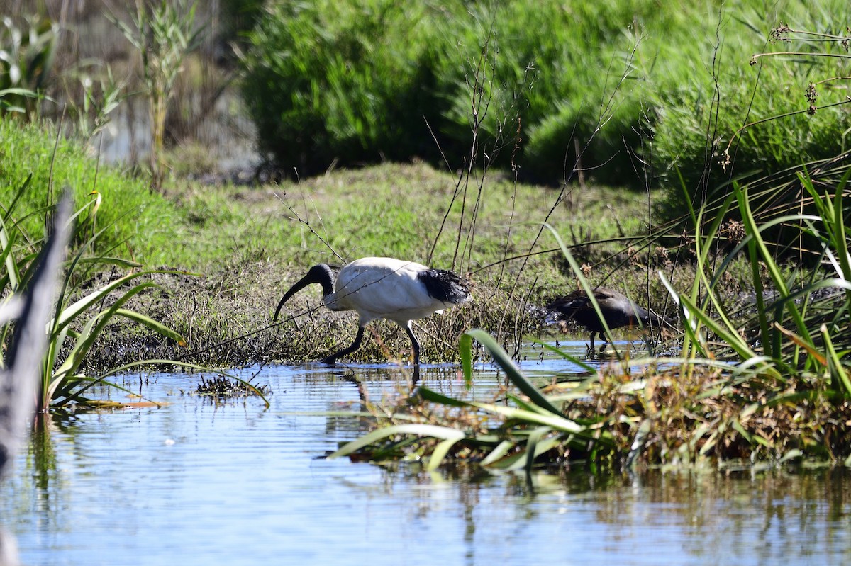 ibis australský - ML620362715