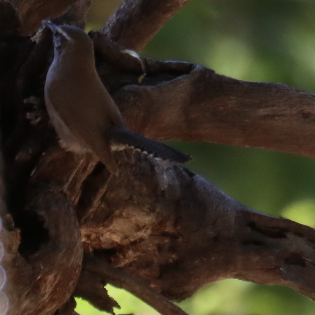 Bewick's Wren - ML620362719