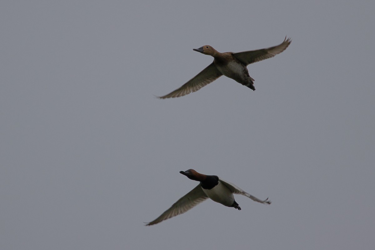 Canvasback - Chris Krahn