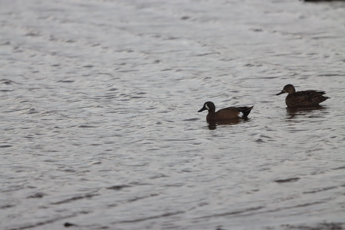 Blue-winged Teal - ML620362732