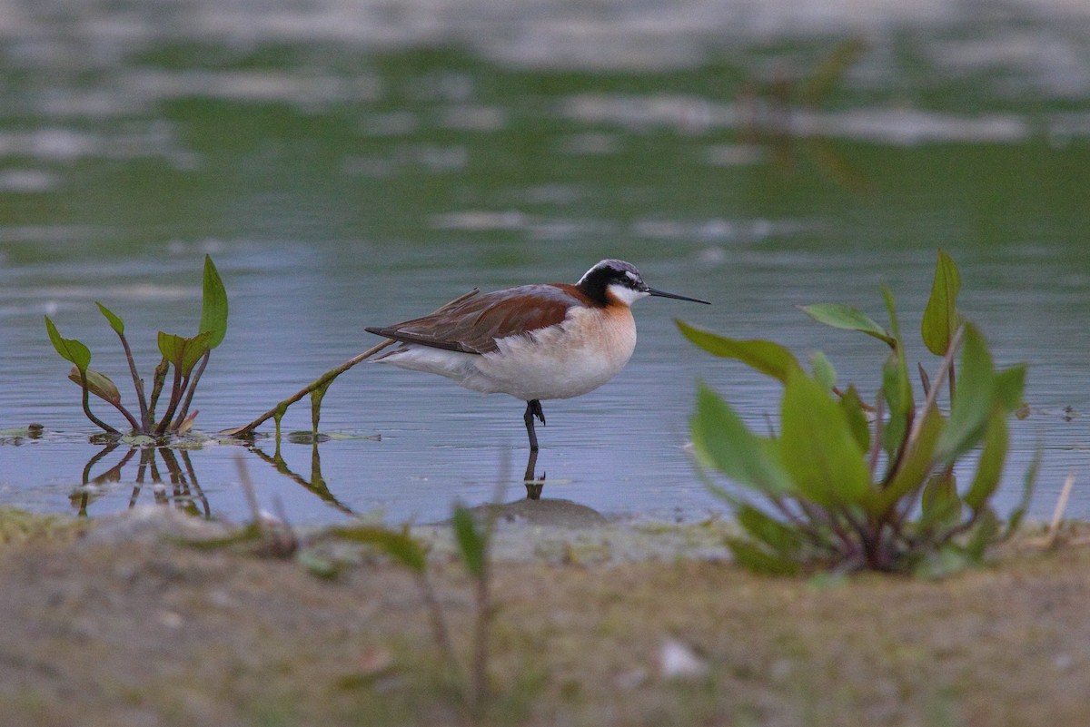 Phalarope de Wilson - ML620362736