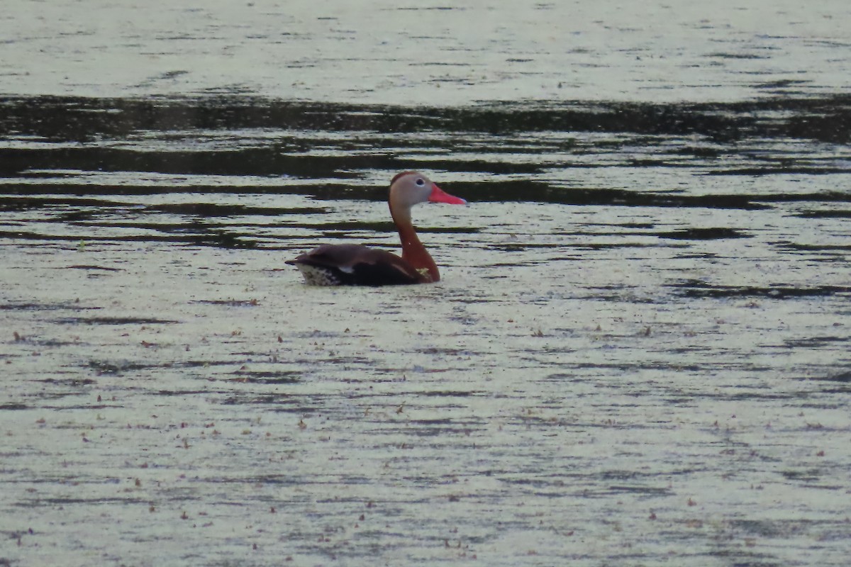 Dendrocygne à ventre noir (fulgens) - ML620362745