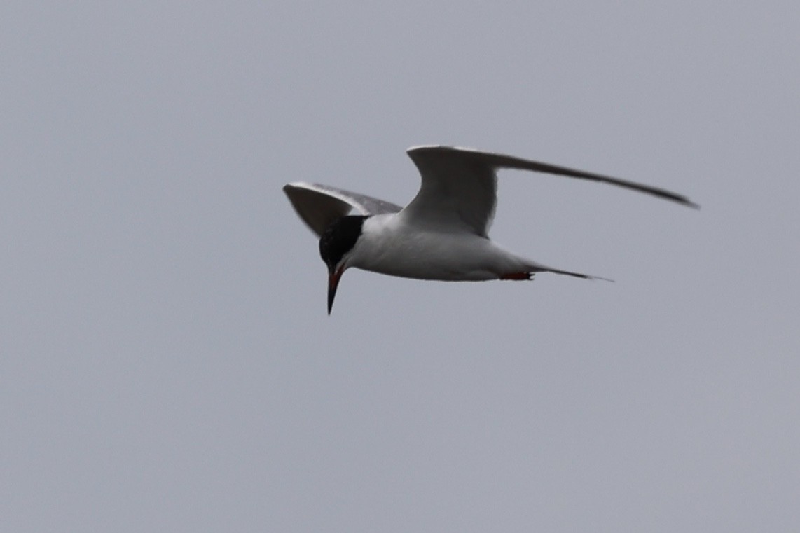 Forster's Tern - ML620362749