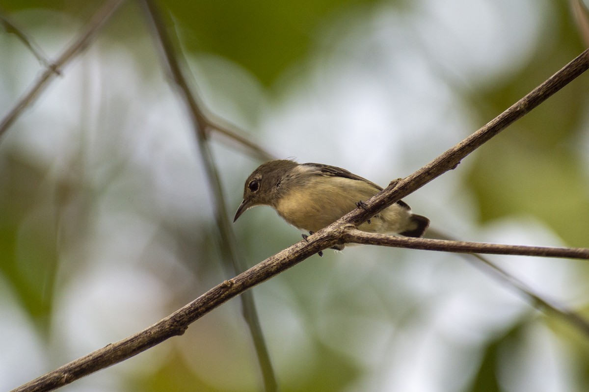 Plain Flowerpecker - ML620362758