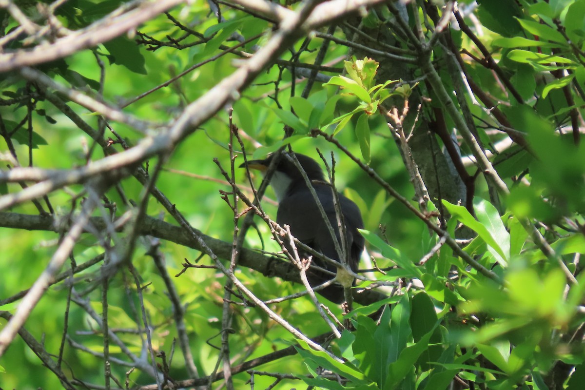 Yellow-billed Cuckoo - ML620362766