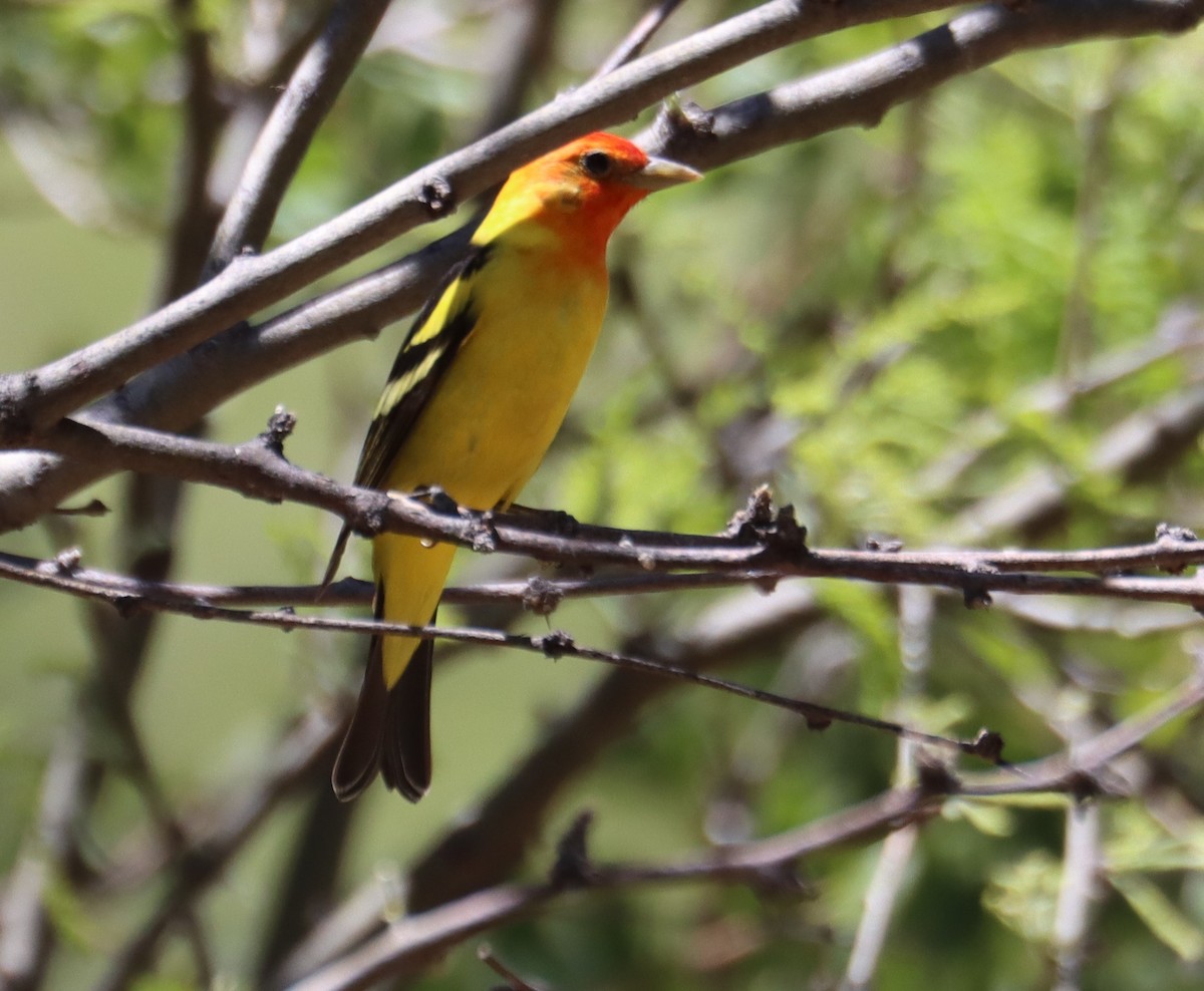 Western Tanager - ML620362779