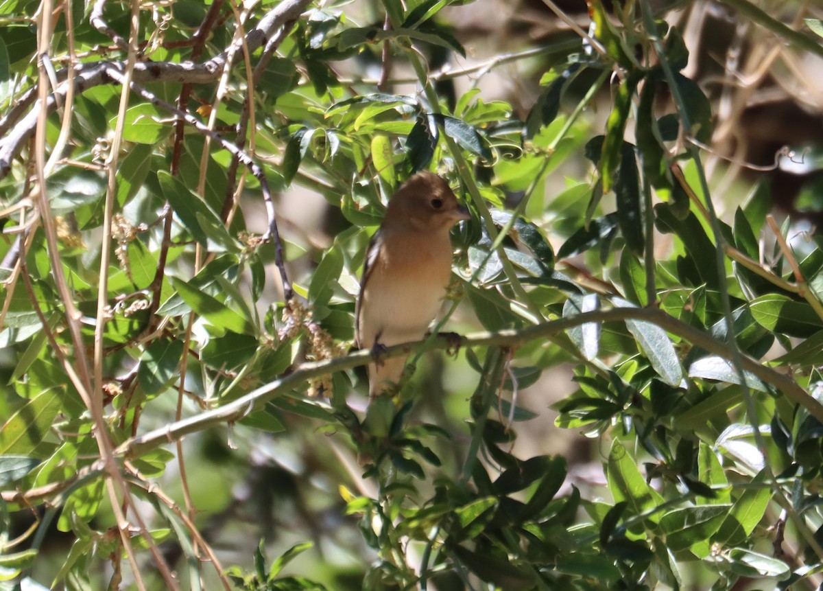 Passerin azuré - ML620362785