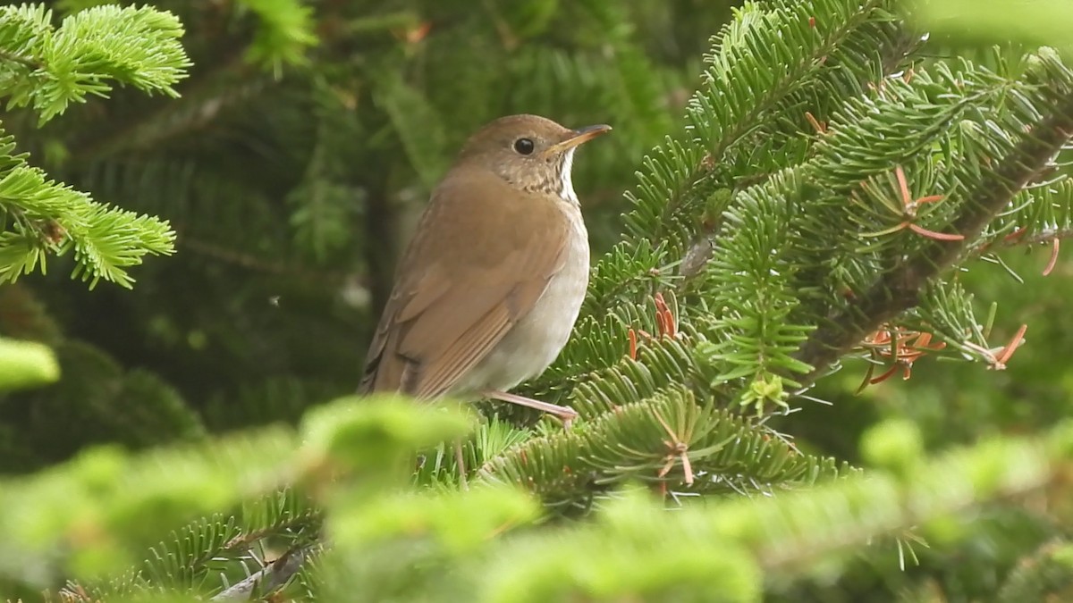 Bicknell's Thrush - ML620362798